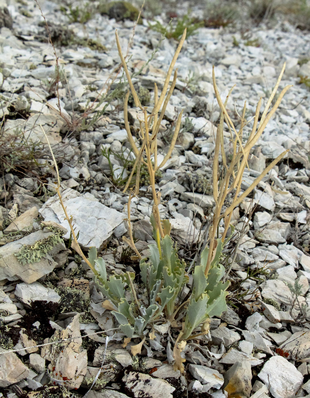 Image of Matthiola fragrans specimen.