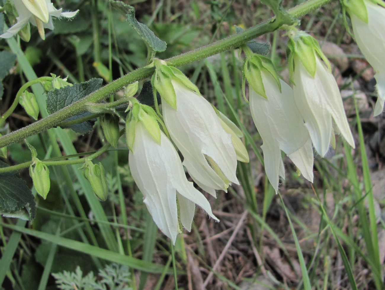 Изображение особи Campanula alliariifolia.