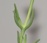Jordaaniella anemoniflora