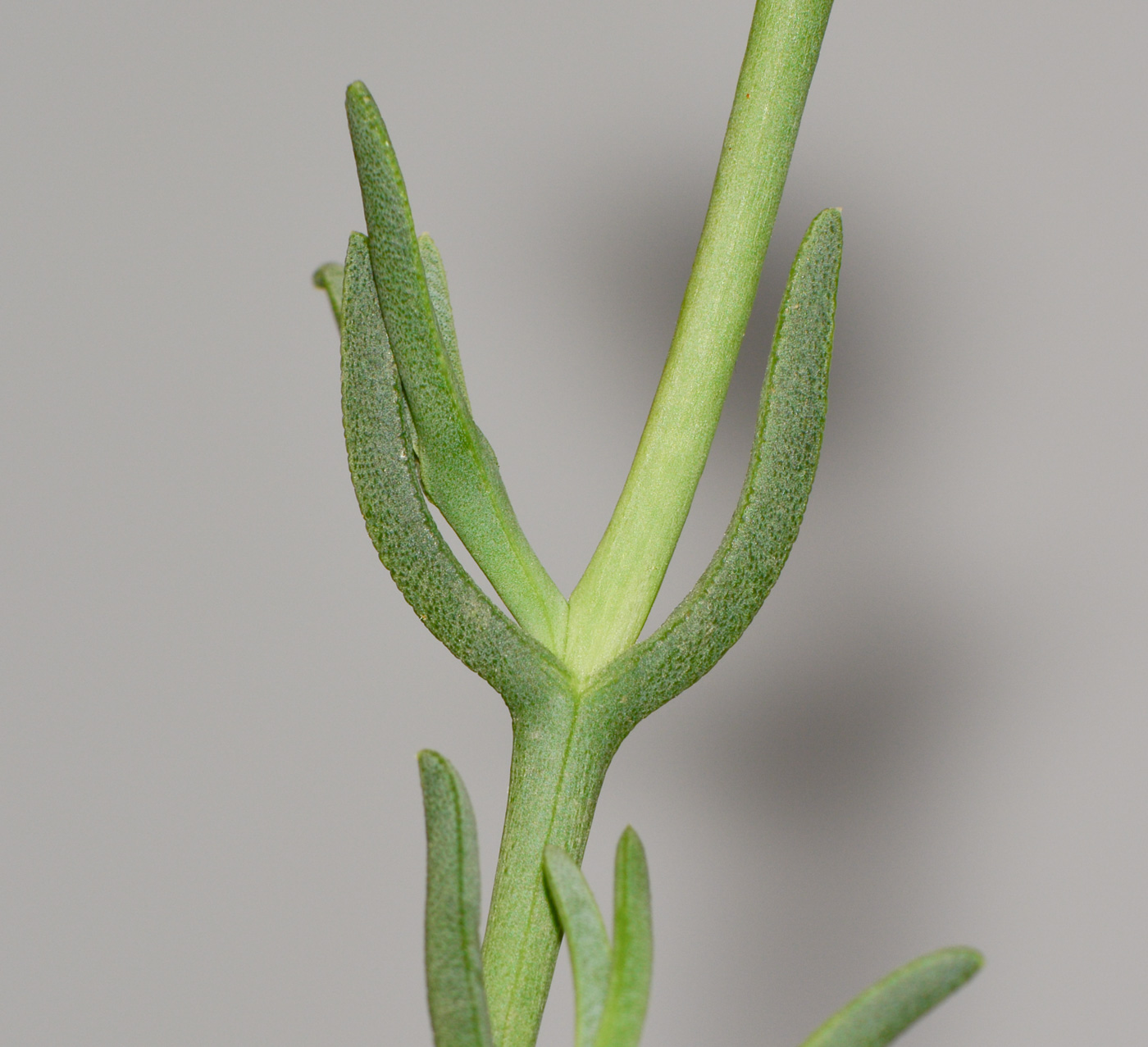 Изображение особи Jordaaniella anemoniflora.