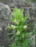 Melampyrum argyrocomum