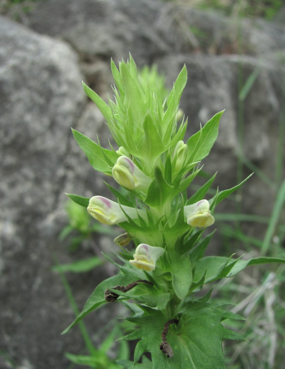 Изображение особи Melampyrum argyrocomum.