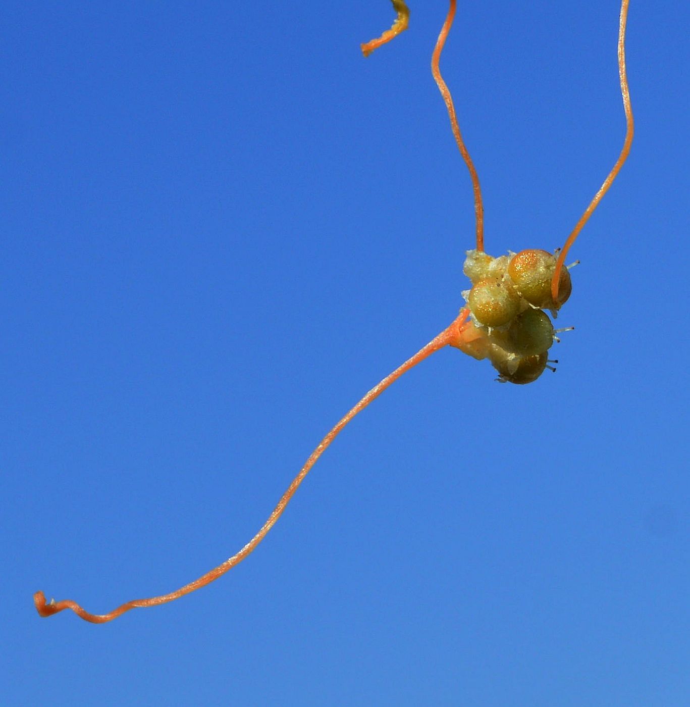 Image of Cuscuta cesatiana specimen.