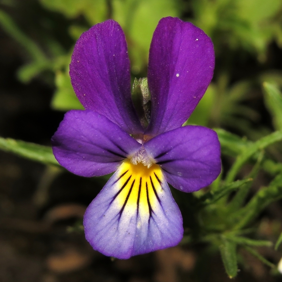 Изображение особи Viola tricolor.