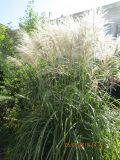 Miscanthus sinensis. Плодоносящее растение. Волгоград, Ботсад ВГСПУ. 05.09.2019.