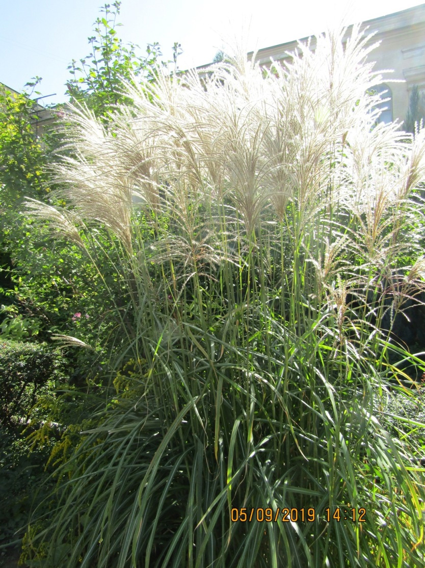 Image of Miscanthus sinensis specimen.