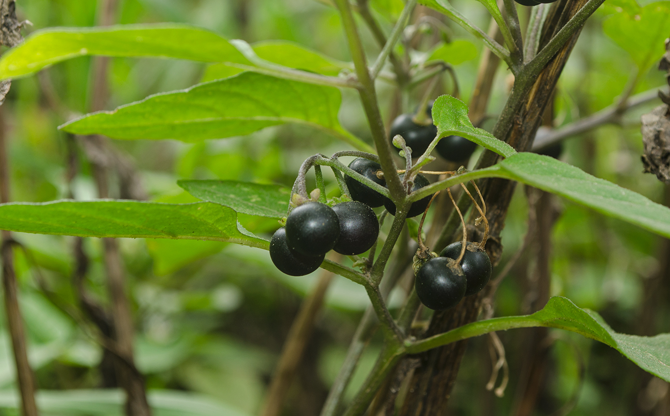 Изображение особи Solanum nigrum.