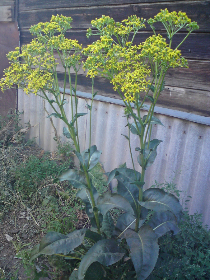 Изображение особи Senecio schwetzowii.