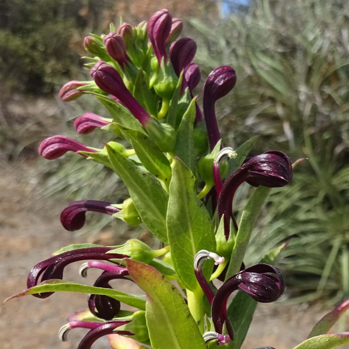 Изображение особи Lobelia polyphylla.