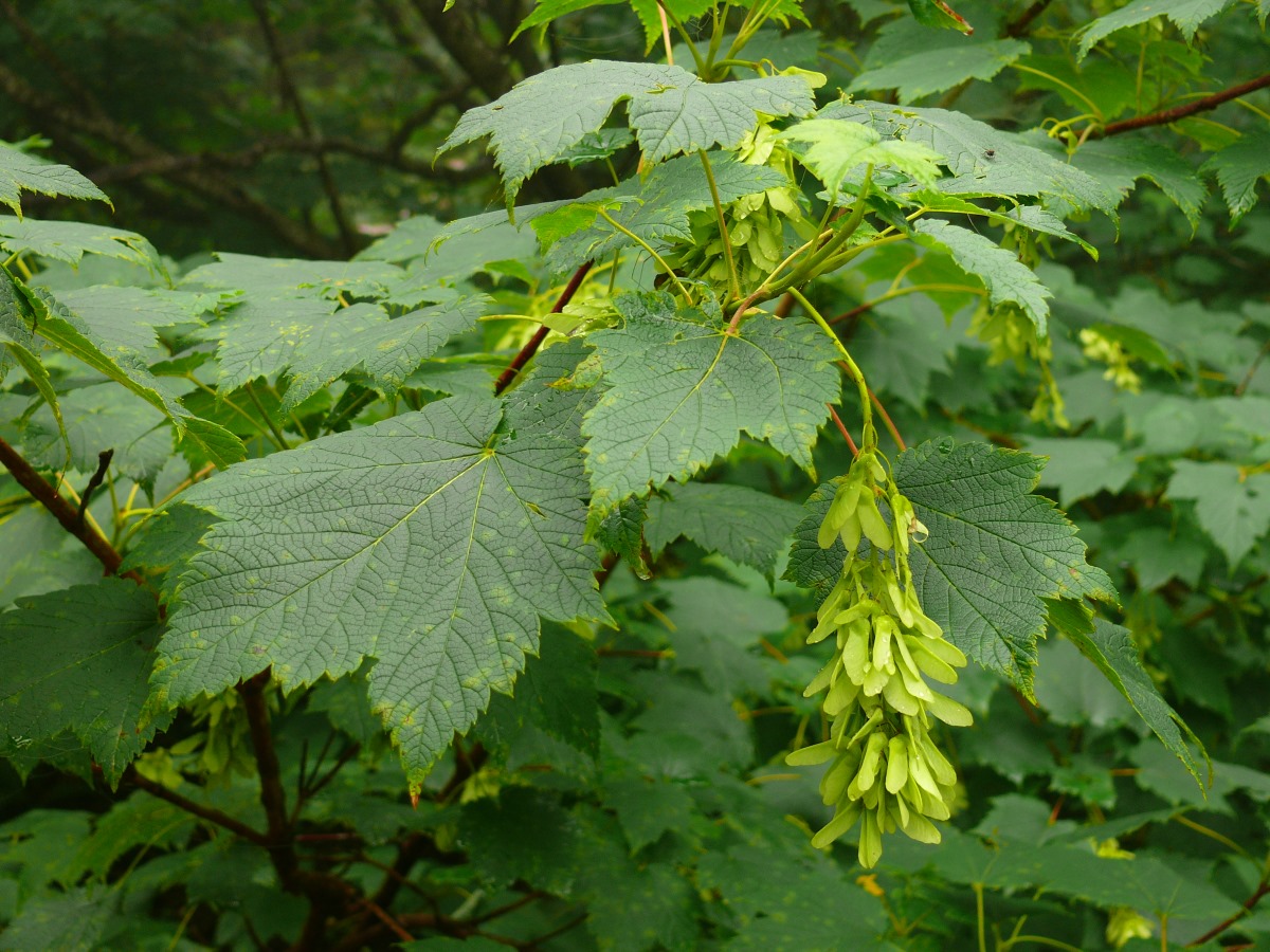 Image of Acer ukurunduense specimen.