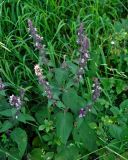 Stachys alpina. Верхушка цветущего растения. Сербия, национальный парк Тара, плоскогорье Равна Тара, луг. 08.07.2019.