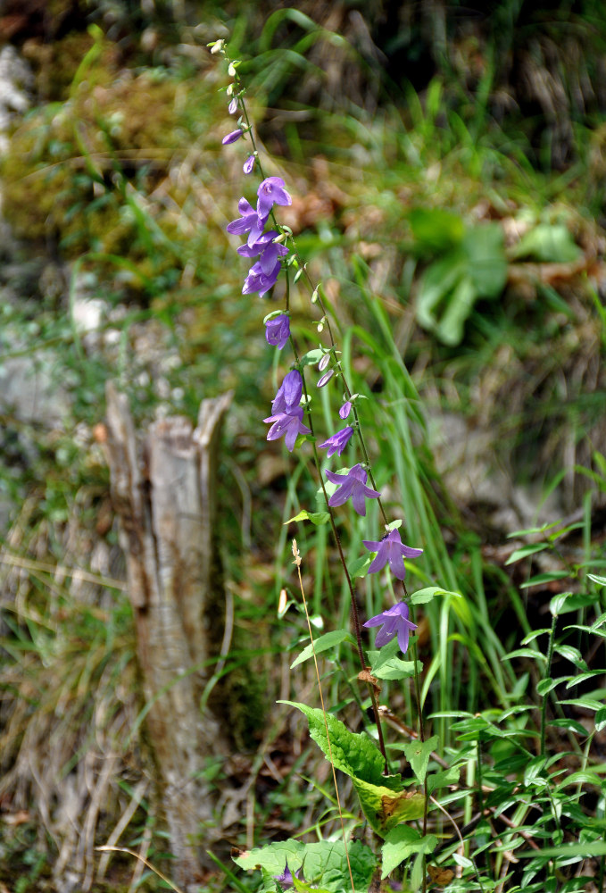 Image of Campanula rapunculoides specimen.