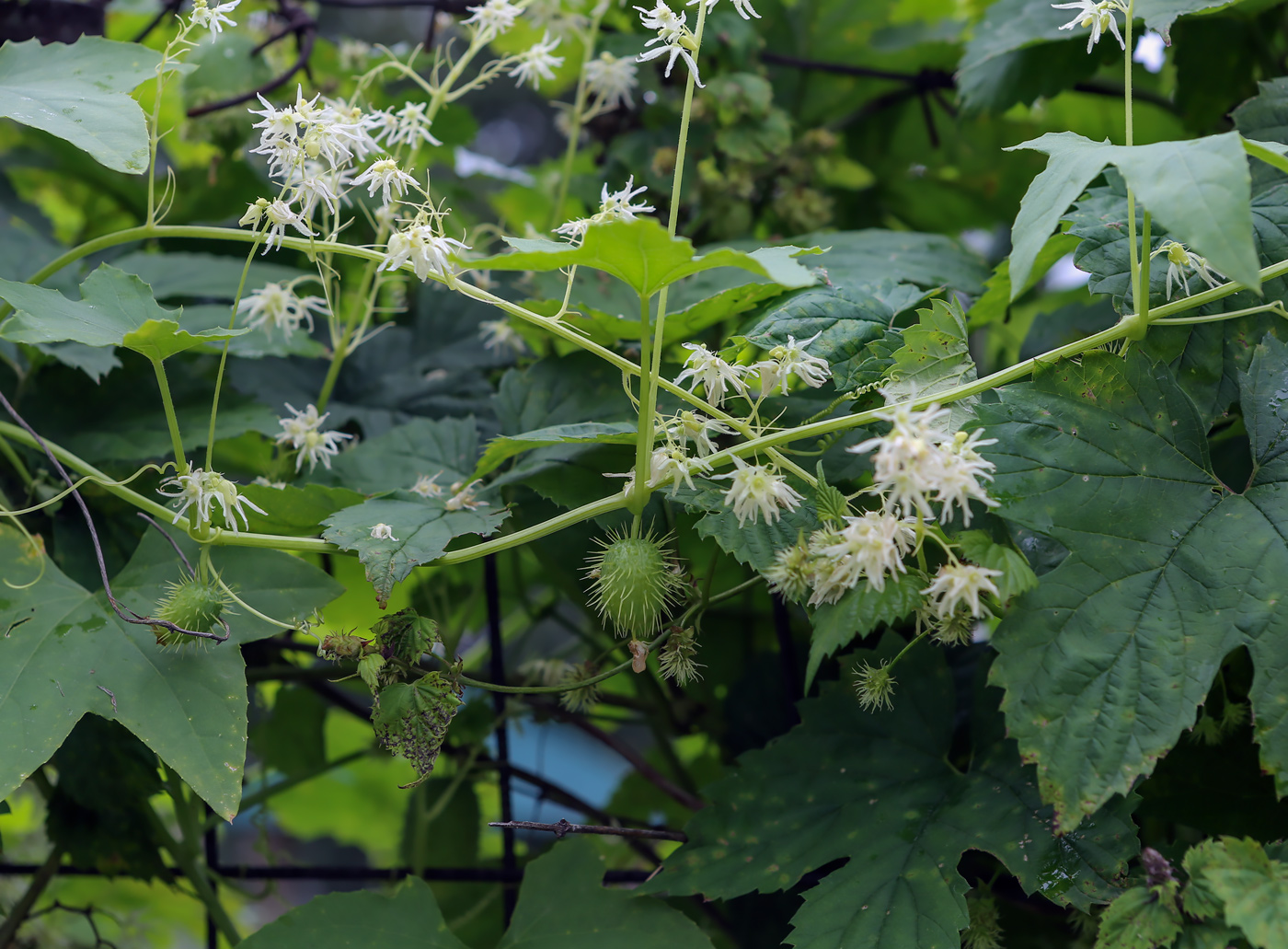 Изображение особи Echinocystis lobata.