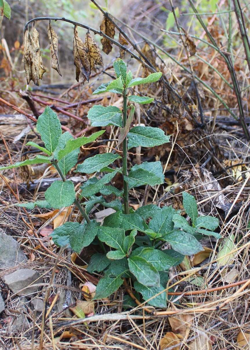 Image of Euonymus velutinus specimen.