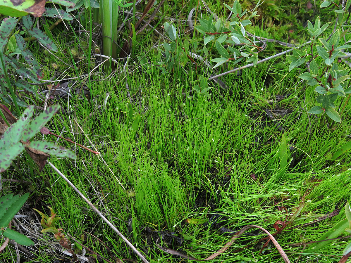 Image of Eriocaulon desulavii specimen.