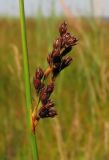 Juncus balticus
