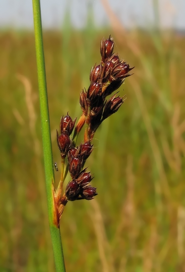 Image of Juncus balticus specimen.
