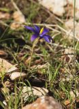 Romulea tempskyana