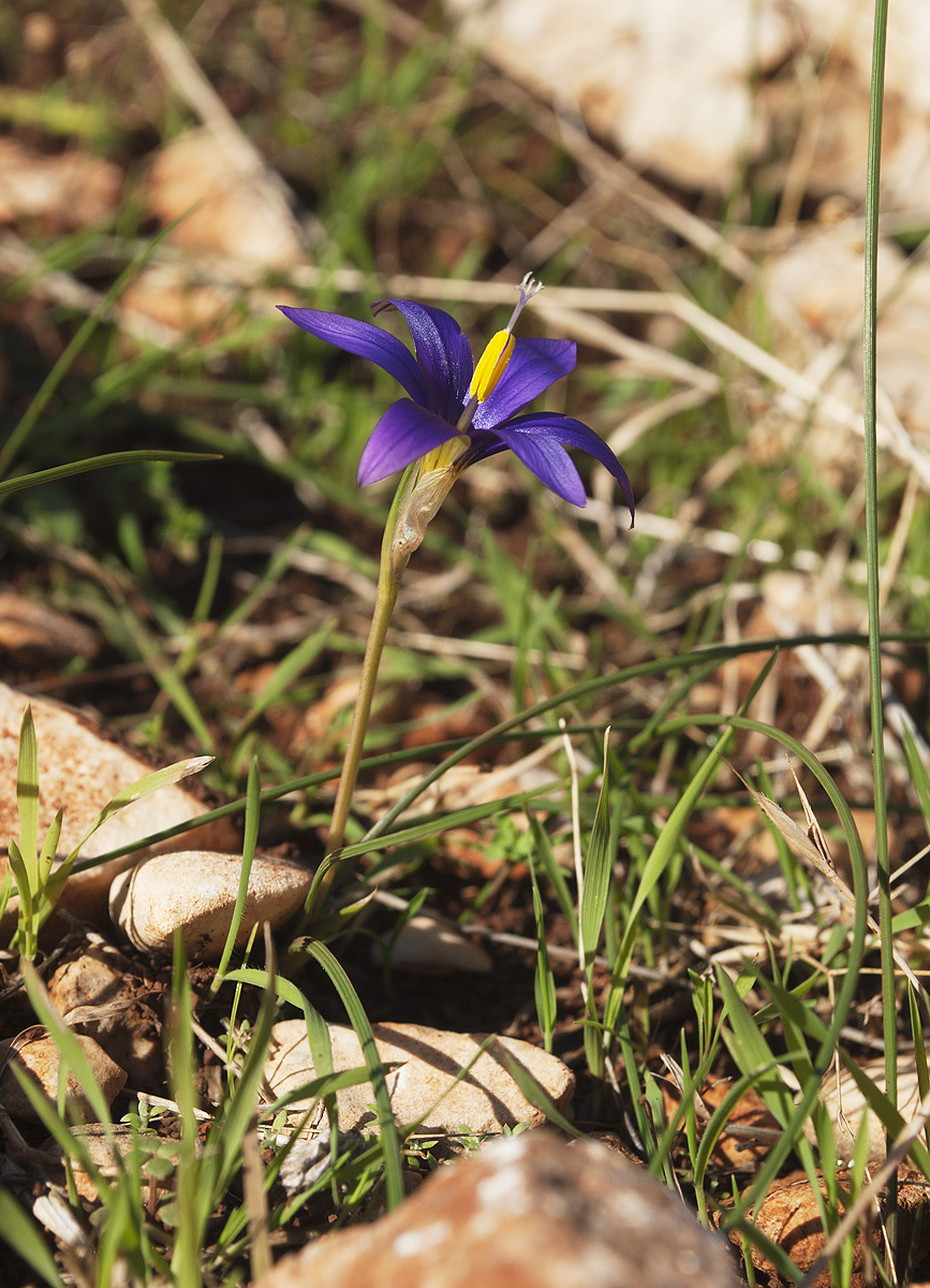 Image of Romulea tempskyana specimen.