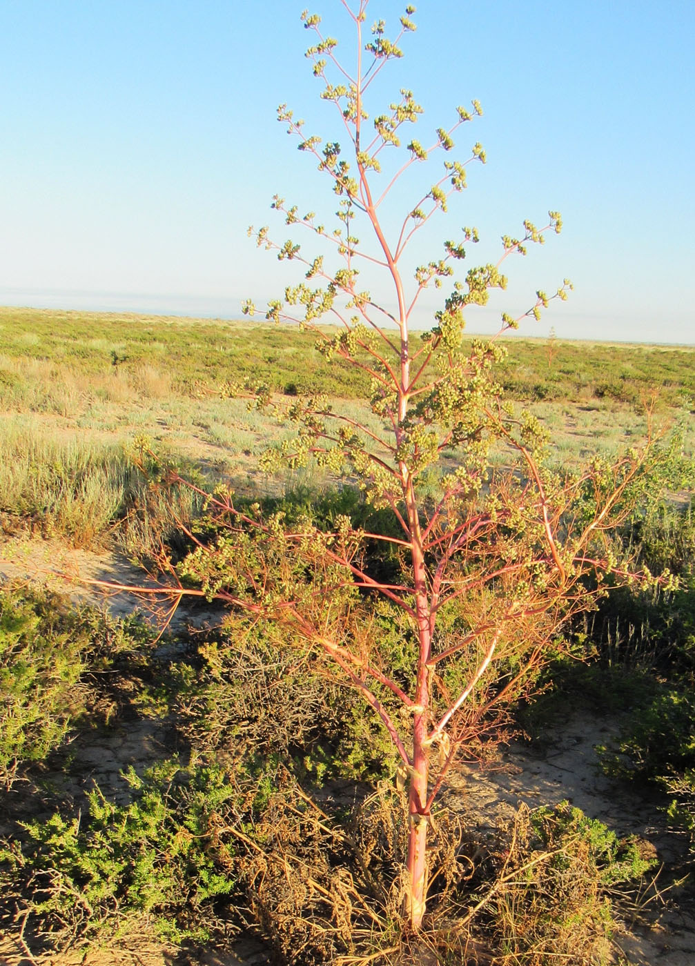 Image of Ferula paniculata specimen.