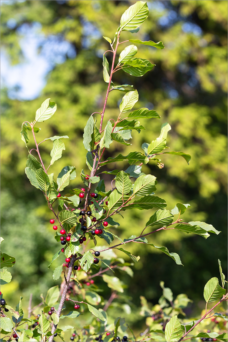 Изображение особи Frangula alnus.