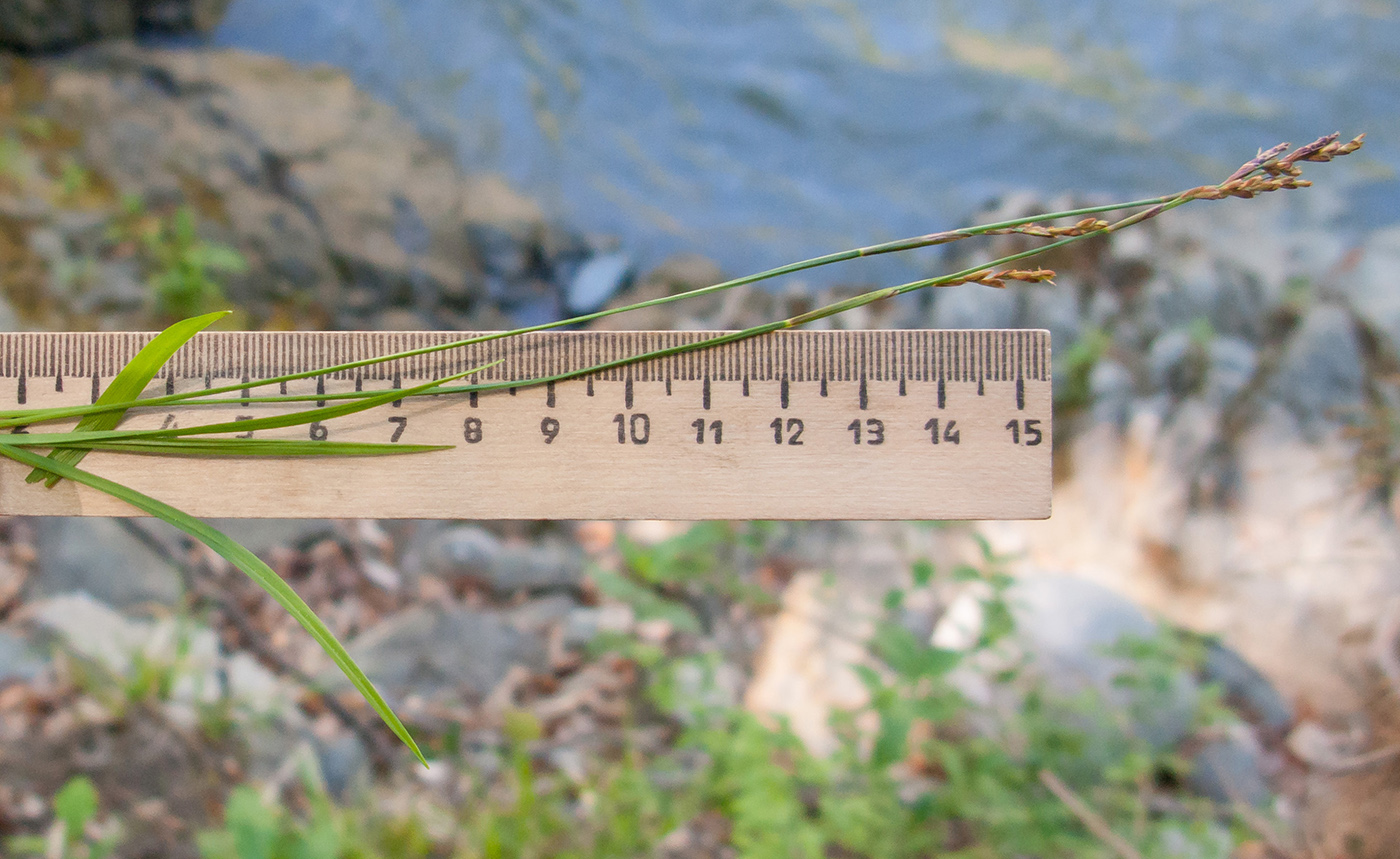 Image of Carex digitata specimen.