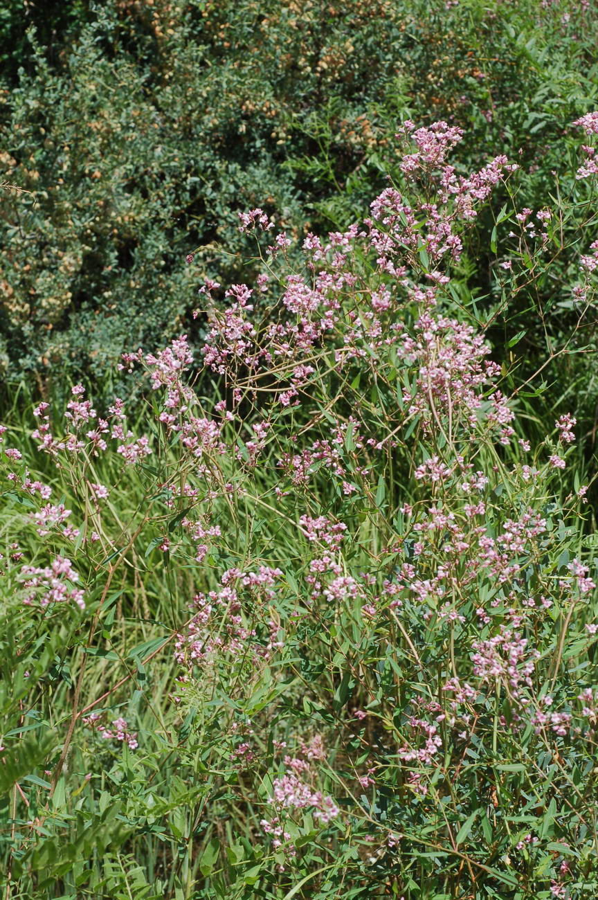 Изображение особи Trachomitum lancifolium.