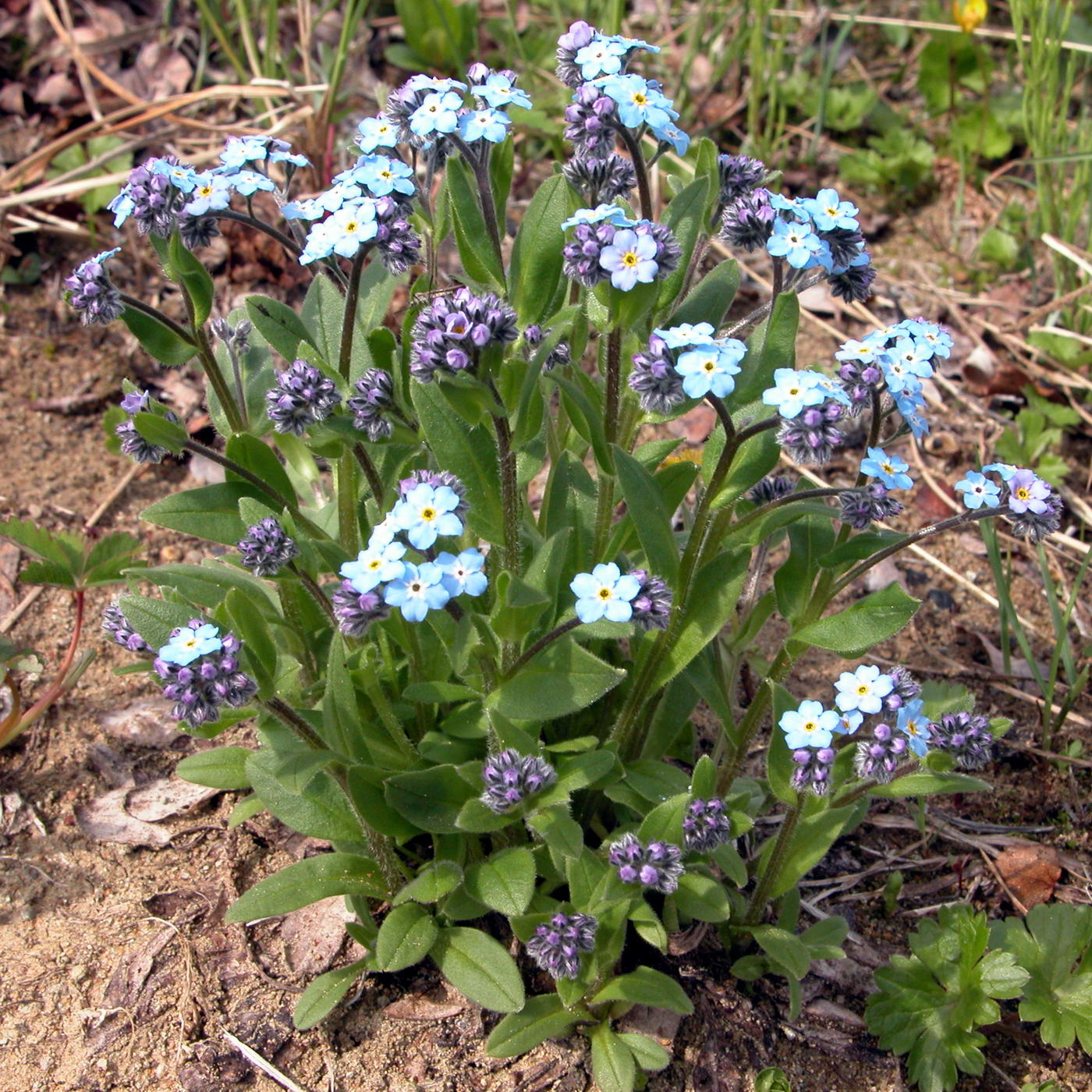 Image of Myosotis alpestris specimen.