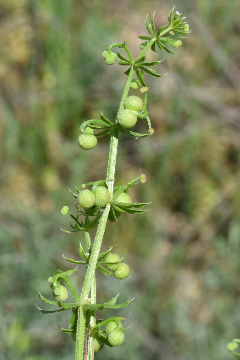 Изображение особи Galium tricornutum.