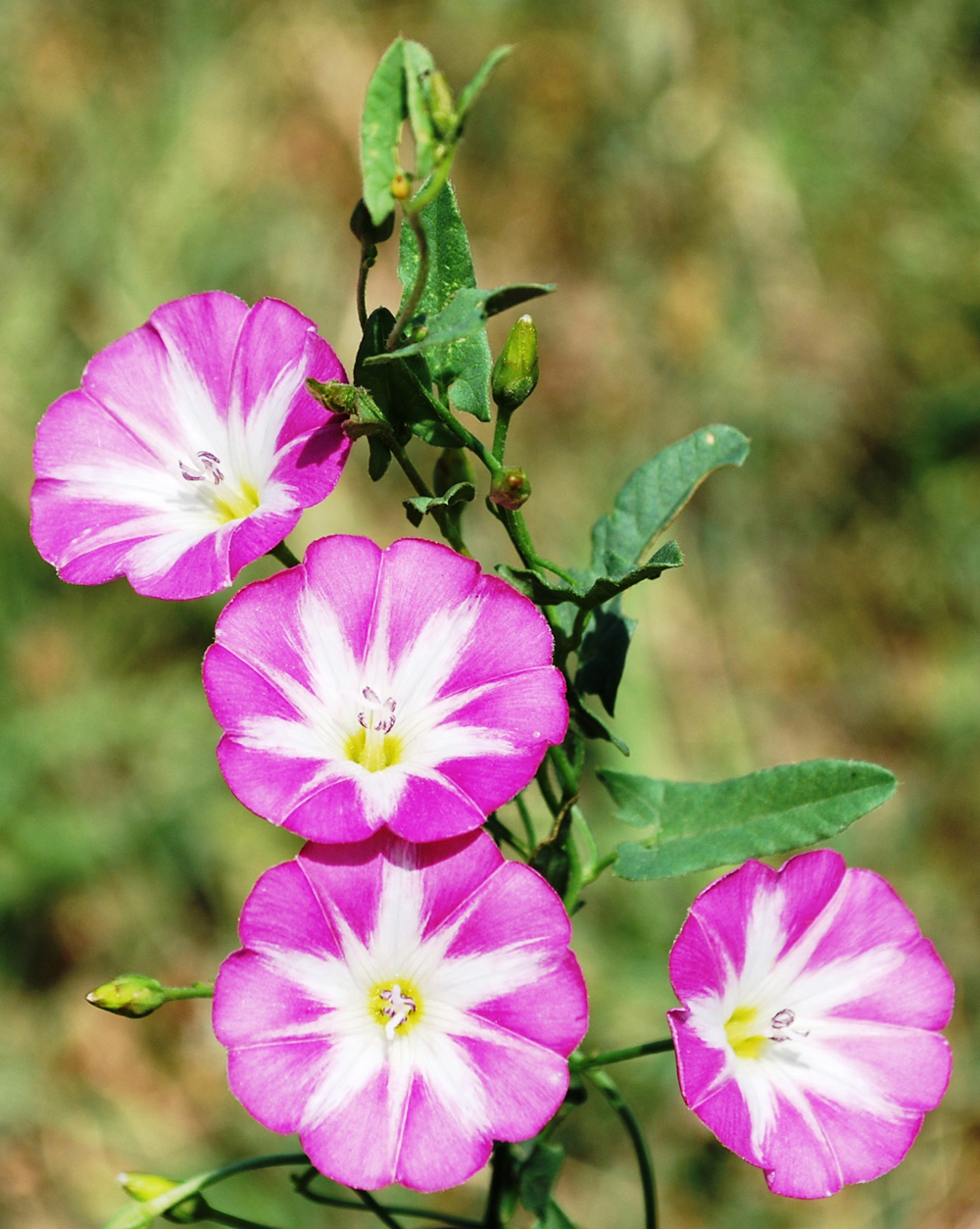 Изображение особи Convolvulus arvensis.