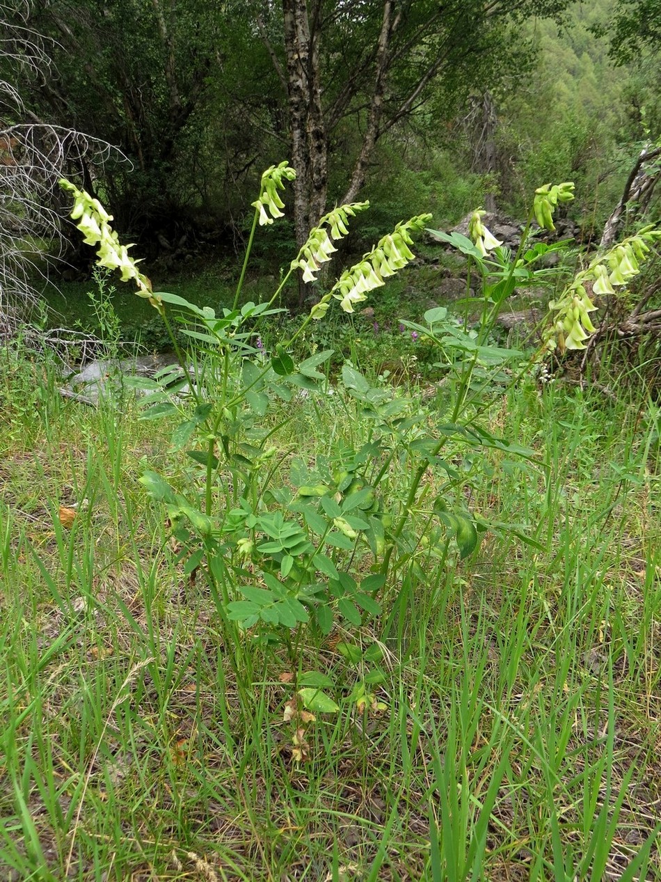 Изображение особи Astragalus aksuensis.