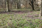 Corydalis solida. Аспект цветущих растений. Санкт-Петербург, Кировский р-н, посадки деревьев с тыльной стороны жилого дома. 25.04.2020.