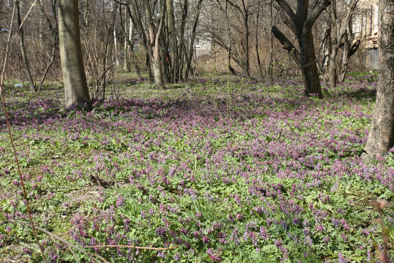 Image of Corydalis solida specimen.