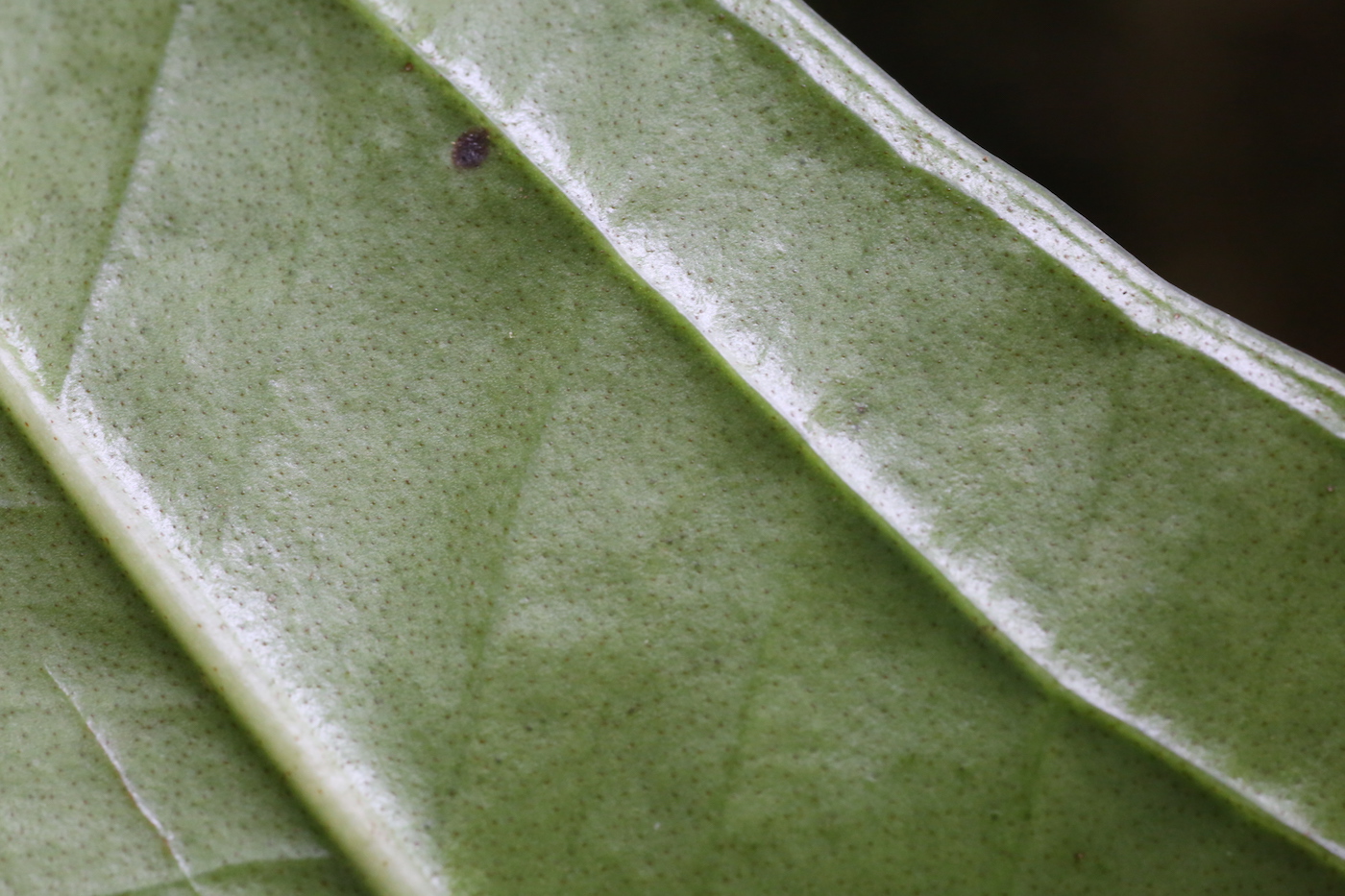 Image of Anthurium ovatifolium specimen.