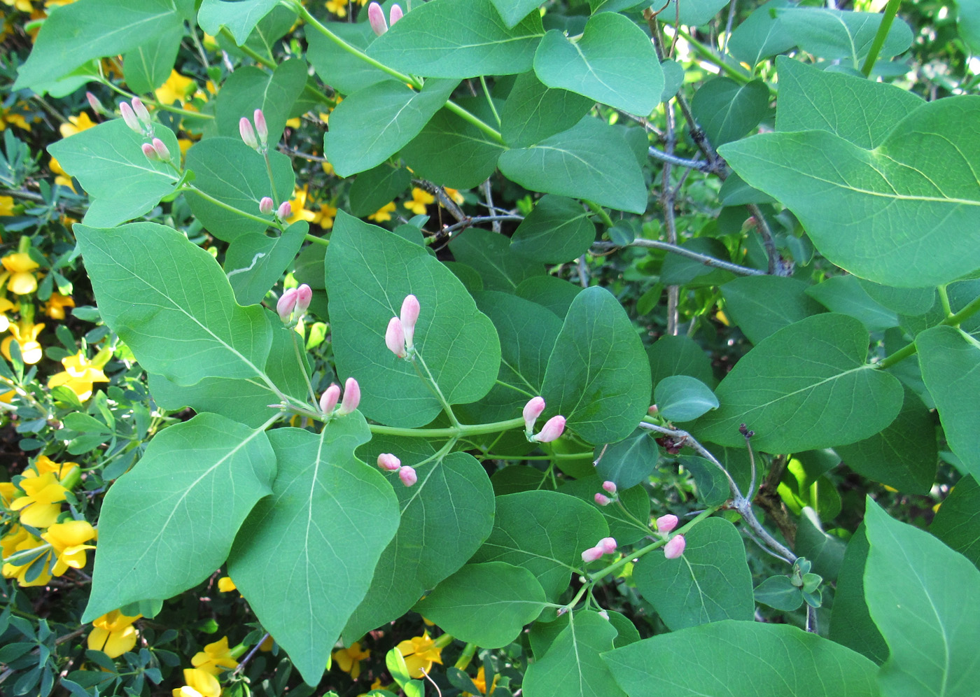 Image of Lonicera tatarica specimen.