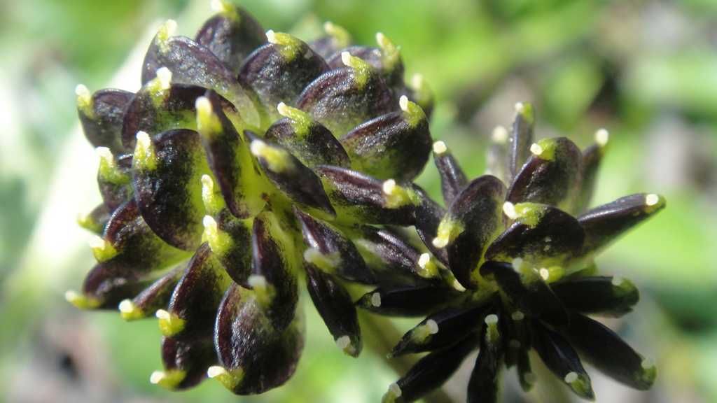 Image of Anemonastrum sibiricum specimen.