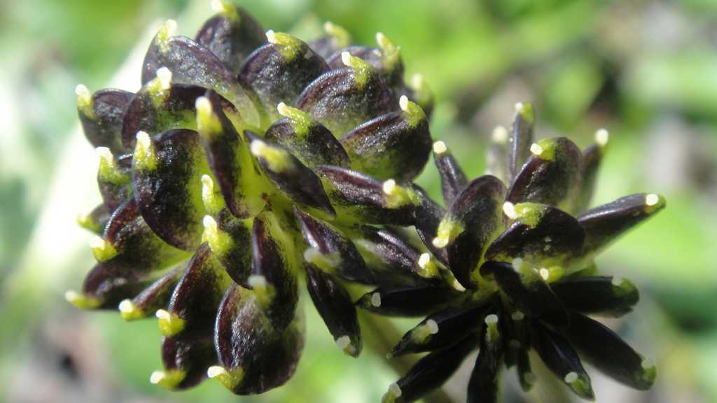 Изображение особи Anemonastrum sibiricum.