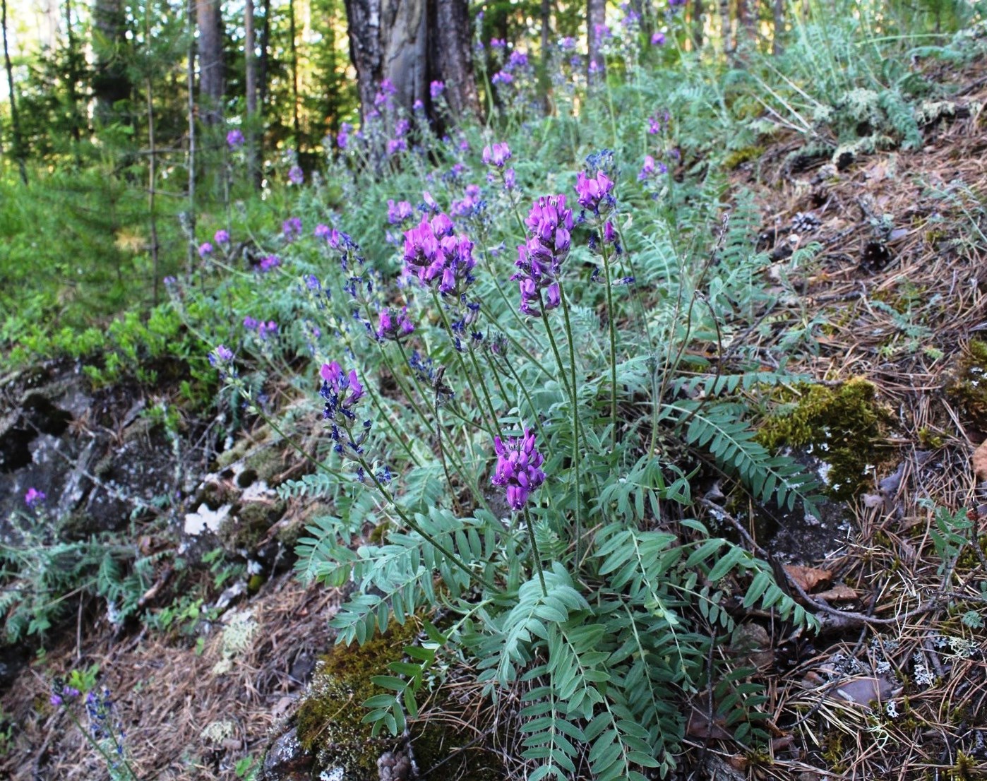 Изображение особи Oxytropis ivdelensis.