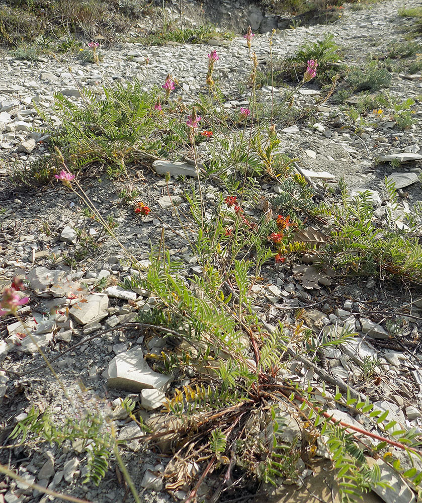 Изображение особи Onobrychis miniata.