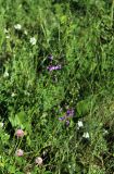 Verbascum phoeniceum. Соцветия. Москва, ЮВАО, р-н Текстильщики, луговина вдоль Волгоградского пр-та. 22.06.2020.