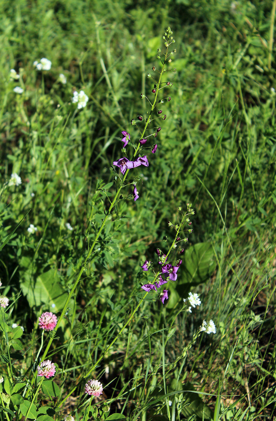 Image of Verbascum phoeniceum specimen.