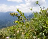 Spiraea hypericifolia. Верхушка веточки с отцветшими цветками. Краснодарский край, Апшеронский р-н, гора Черногор, платообразная вершина, ≈ 1750 м н.у.м., на скале. 27.06.2020.