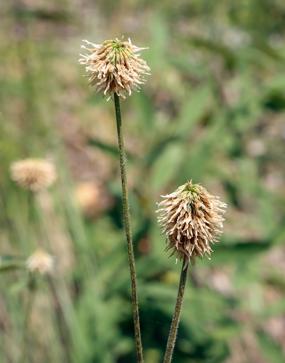 Изображение особи Trifolium montanum.