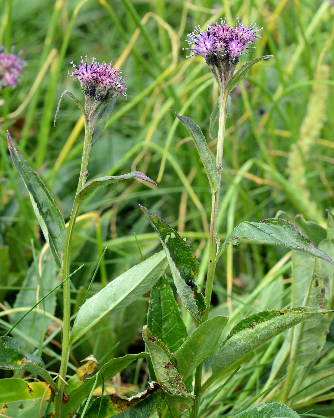 Image of Saussurea alpina specimen.