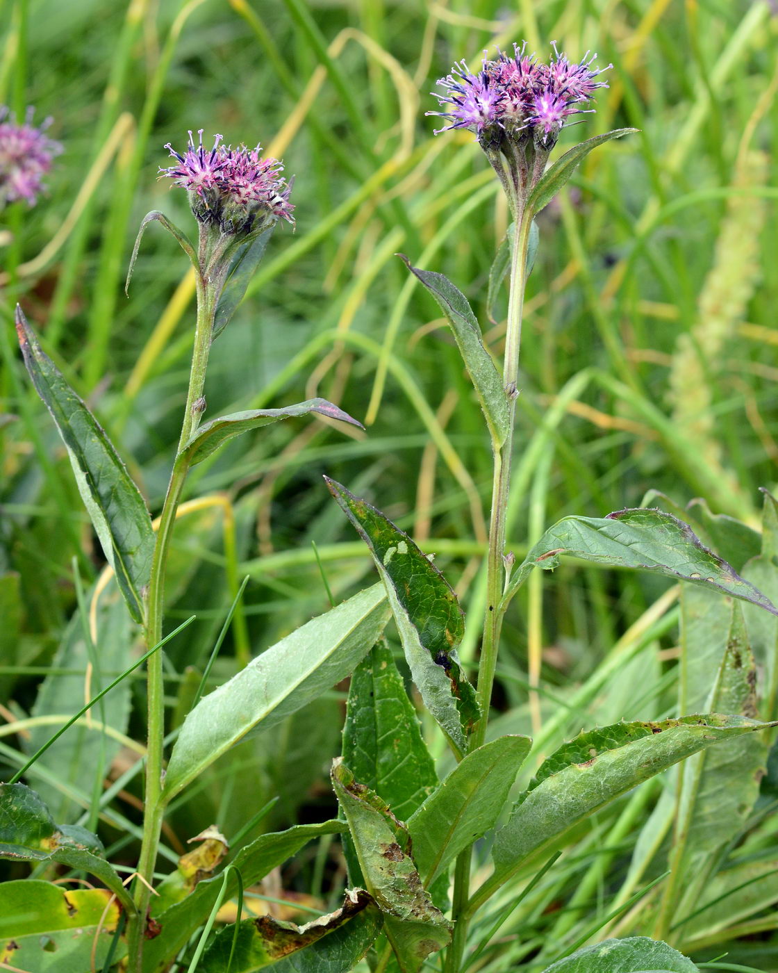 Изображение особи Saussurea alpina.