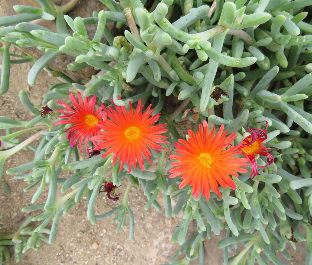 Изображение особи семейство Aizoaceae.