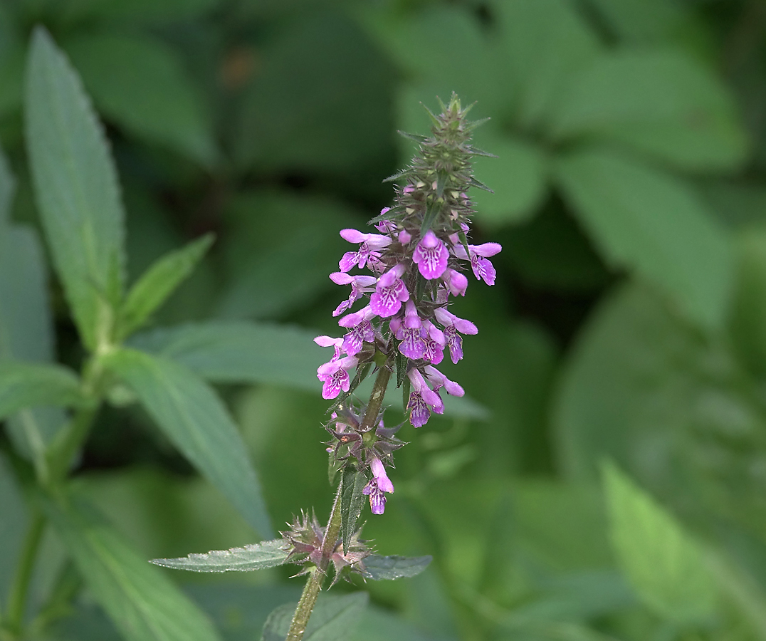 Изображение особи Stachys palustris.