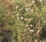 Echinops maracandicus