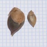 division Magnoliophyta. Плоды. Перу, регион Куско, пос. Ollantaymtambo, археологический комплекс. 11.10.2019.