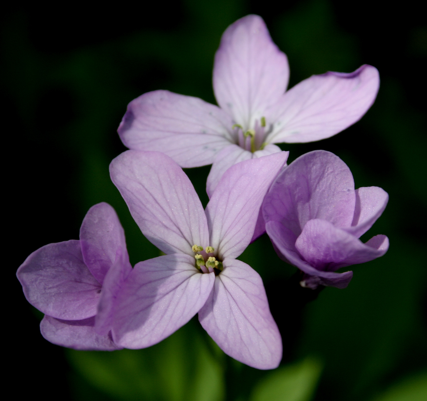 Image of Cardamine quinquefolia specimen.